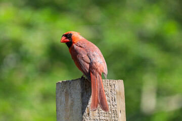 Northern Cardinal and green background