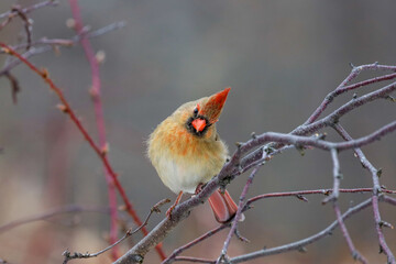 Cute female Cardinal posing