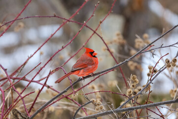 Northern cardinal perched on a tree branch
