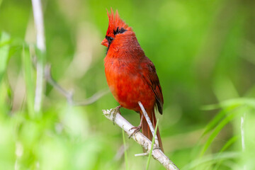 Bright red Cardinal with green background