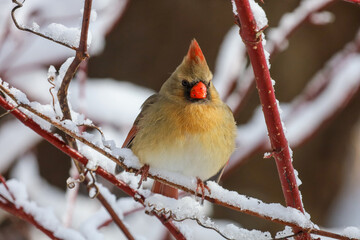 A female Northern cardinal perched on a snow covered red branch