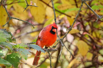 Bright red Cardinal with fall colour background