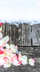 Petals Strewn Across Weathered Wood by Snowy Edge