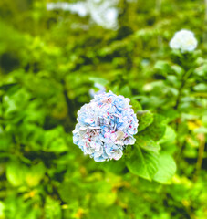 A fresh hydrangea bloom with soft blue and pale pink petals stands out against a blurred green background of foliage