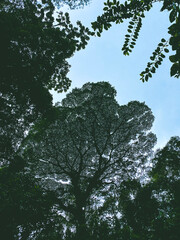 Tall rainforest tree silhouetted against a blue sky viewed from below