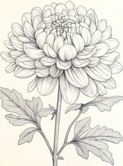Detailed black and white botanical illustration of a large chrysanthemum flower with fully bloomed petals and detailed leaves on slender stems