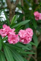 キョウチクトウ