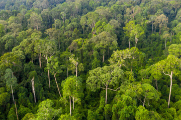 Aerial view of the lush tropical rainforest in Sepilok, Sabah, Malaysia, showcasing dense green canopy and towering trees in a pristine jungle ecosystem.