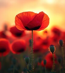 Single red poppy flower standing tall in a field during golden sunset with blurred background of other poppies and stems