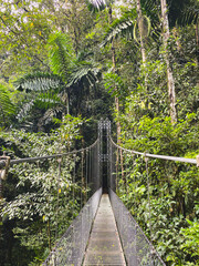 A suspension bridge stretches through the dense tropical rainforest, surrounded by lush green foliage and towering trees.