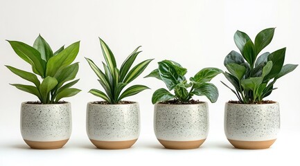 Obraz premium Four different green indoor plants in white ceramic pots with brown bases against a plain white background, showcasing various leaf shapes and textures in bright natural light