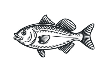 Fototapeta premium Line Drawing of a Single Fish on a Transparent Background. Vector hand drawn