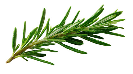 Fototapeta premium fresh rosemary on white background