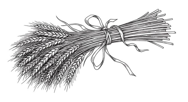 Handdrawn wheat bundle tied with a ribbon vintage illustration.