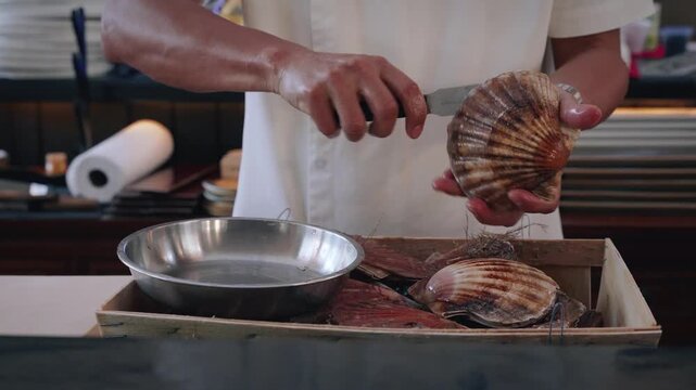 4K close up video chef opening fresh scallops shells