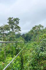 Zipline through dense rainforest