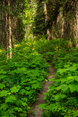 Fototapeta premium Logging Lake Trail Cuts through Huckleberry Bushes