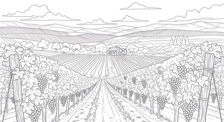 Fototapeta premium Vineyard landscape illustration