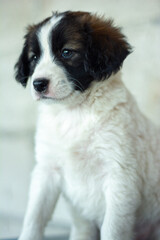 retrato de cachorro sentado con mirada perdida. Su pelaje blanco y negro resalta su mirada curiosa