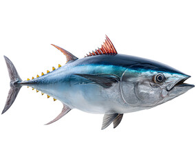 blue fin tuna, tuna, maguro fish, isolated background