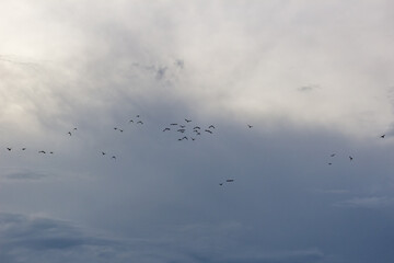A flock of birds flying in the cloudy sky.
