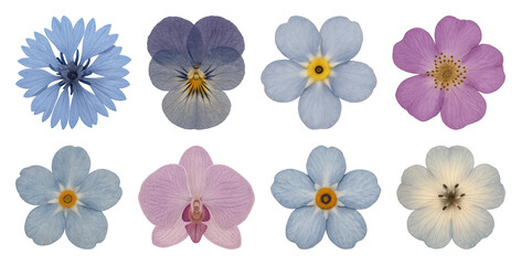 Fototapeta premium Colorful pressed flower collection