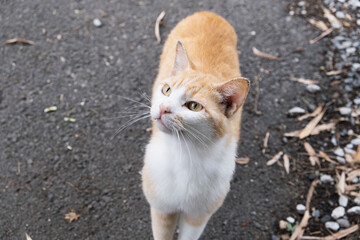 見上げる茶白猫