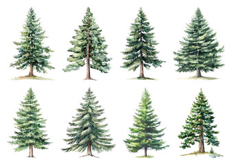 Obraz premium Watercolor evergreen tree illustrations.