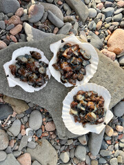 Raw sea cucumber in soy sauce and wasabi marinade served on scallop shells 