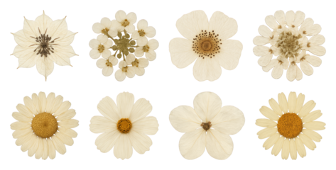 Pressed flowers botanical collection.