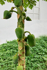 Photo of a papaya tree with lots of young green fruit attached to the trunk