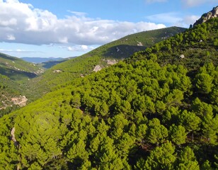 Lush green mountain forest vista