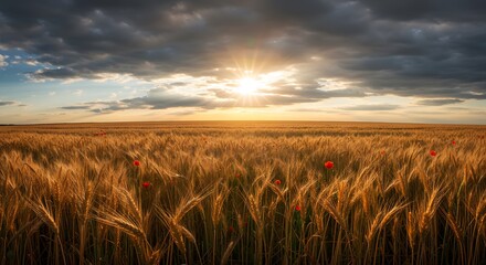 Golden wheat field at sunset