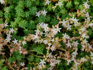 Beautiful stonecrop (Sedum) flower in outdoor close-up.
