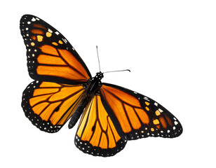 Side Profile of Monarch Butterfly in Flight, wings angled upward, isolated