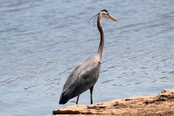 great blue heron standing on rock