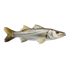 Fototapeta premium Snook fish, side view, isolated on white background, whole fish, silver and yellow fins
