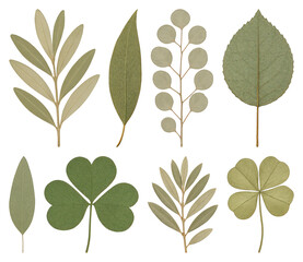 Diverse pressed leaves collection.