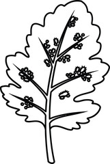 Illustration of egyptian spinach plant isolated on white background