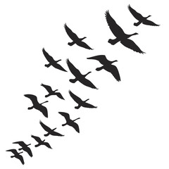 A flock of canada geese silhouettes flying in formation against a white background