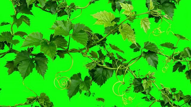 A green vine rapidly growing and twisting, extending its tendrils in a fluid motion, isolated on a bright green screen natural, pure, dynamic