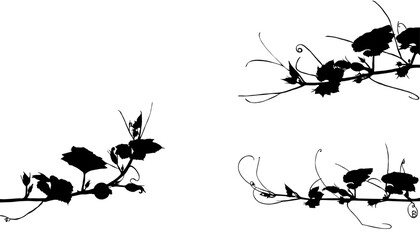 Silhouette of a pumpkin sprout shoot.