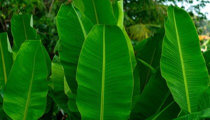 Lush green banana leaves