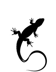 Fototapeta premium Silhouette of a lizard