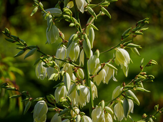 Beautiful white yucca flowers in close-up outdoors.
