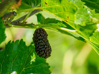 Fruit of the black mulberry (Morus nigra) on a twig with green leaves.
