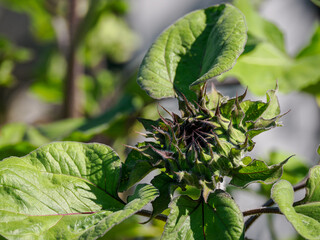 A closed sunflower (Helianthus annuus) bud among green leaves.
