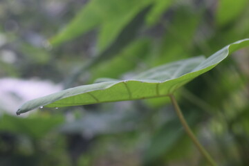 Nature Elements Collection – Trees, Leaves, Water, and Greenery for Eco-Friendly and Natural