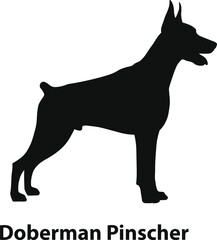 Doberman pinscher dog silhouette vector in bold side view for security logos and badges