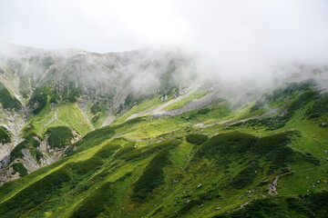 夏山の山肌を捉えた写真。緑の草や苔が岩の間に広がり、その斜面を水が流れ落ちている様子が見られる。